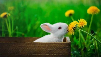 本溪伴游，定制QQ：3494206190微信：act1322